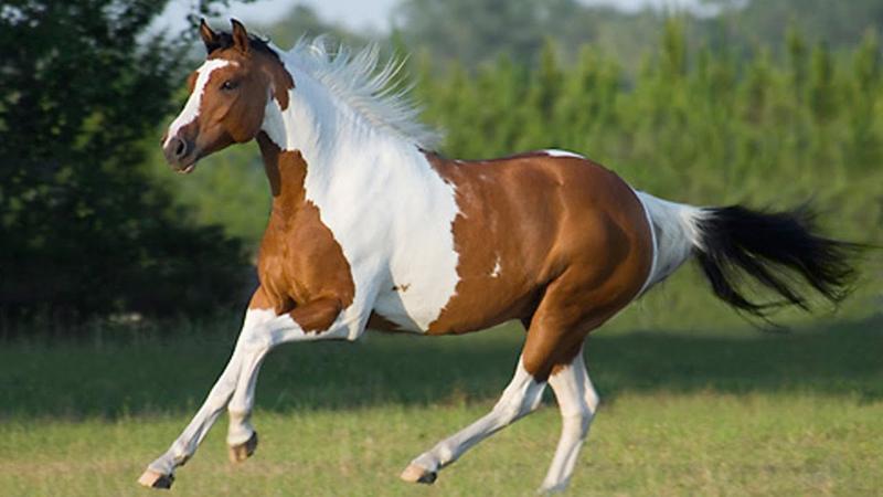 Most Expensive Horse